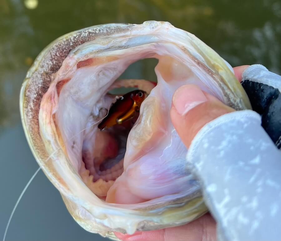 ｜「プラでは2日で1本、しかしサイズは良い」まさかの魚に邪魔されつつも戦い抜き…。ラッキーフィッシュ1本に救われた！？