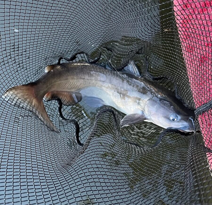 ｜「プラでは2日で1本、しかしサイズは良い」まさかの魚に邪魔されつつも戦い抜き…。ラッキーフィッシュ1本に救われた！？