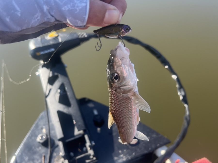 ｜「プラでは2日で1本、しかしサイズは良い」まさかの魚に邪魔されつつも戦い抜き…。ラッキーフィッシュ1本に救われた！？