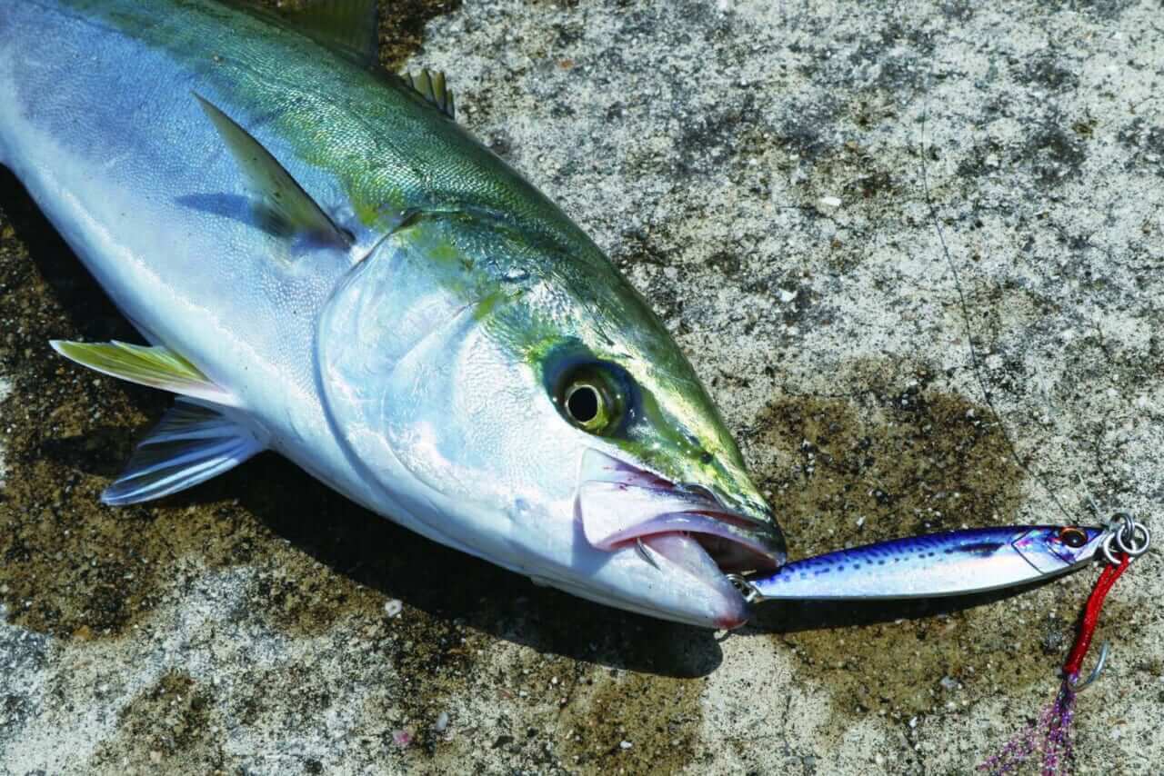 ｜【ジャンボフェリーで楽々！島釣行】秋の小豆島で釣りを楽しもう。癒しのターゲット達が沢山！