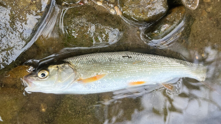 近所の川で楽しめる『チャビング』って知ってる？手軽で奥深い、魅力あふれる釣りを解説。