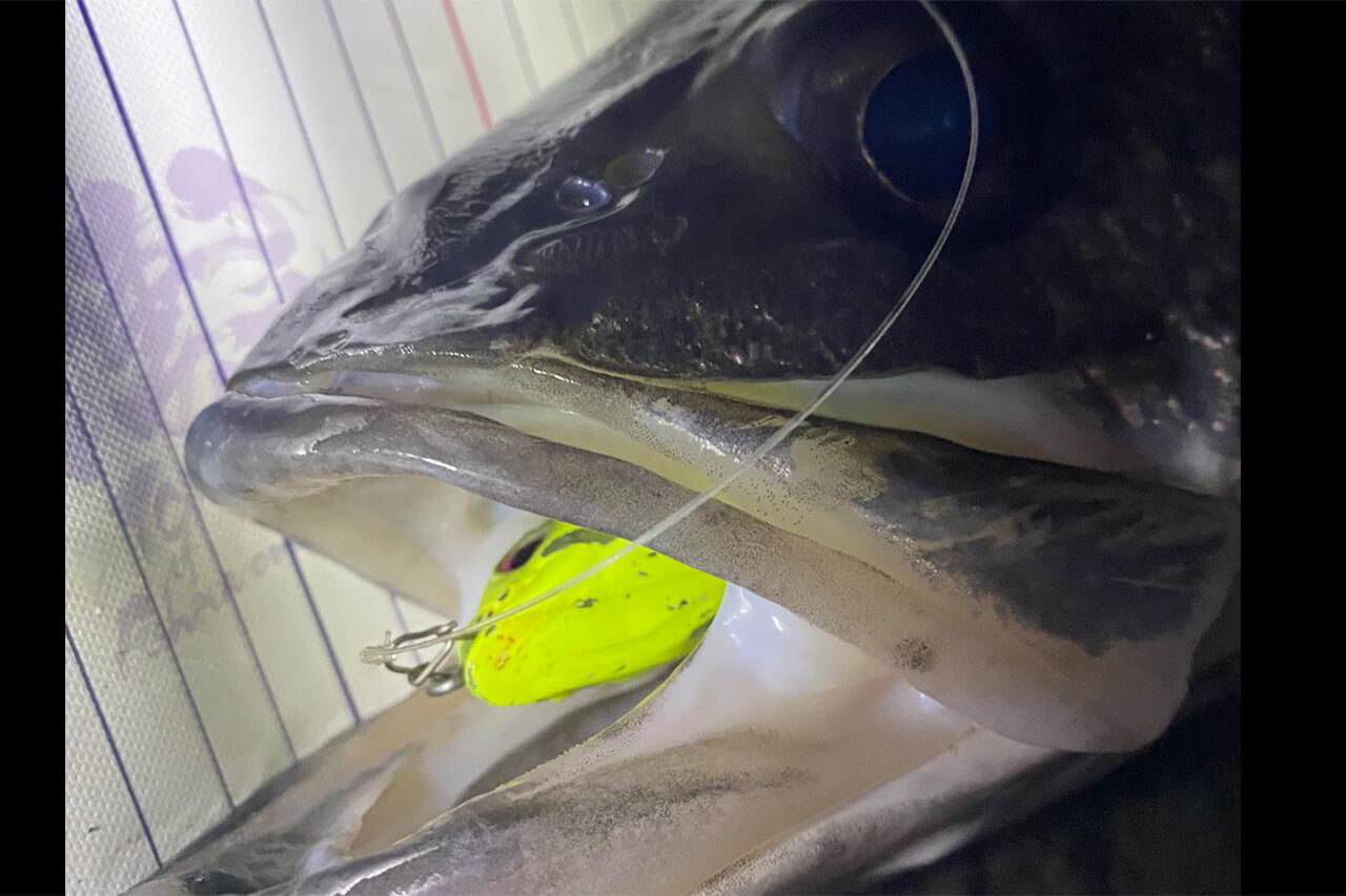 |激推しルアーで“5日連続”東京湾のランカーを捕獲。ほかのビッグベイトとは違うポテンシャルを解説。「使い方としては…。」