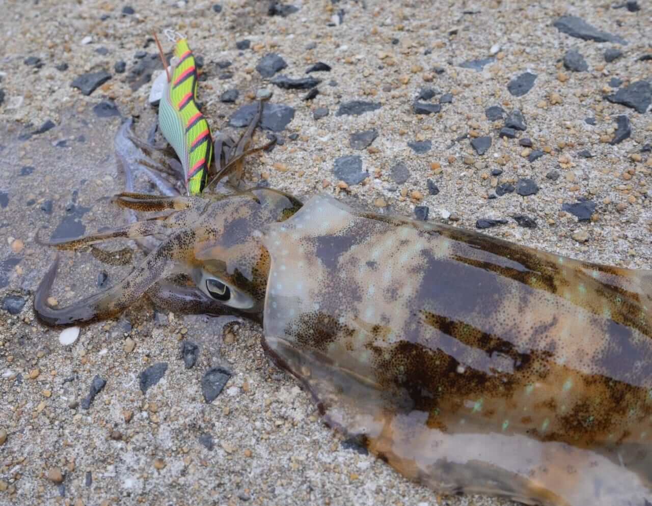｜【ジャンボフェリーで楽々！島釣行】秋の小豆島で釣りを楽しもう。癒しのターゲット達が沢山！