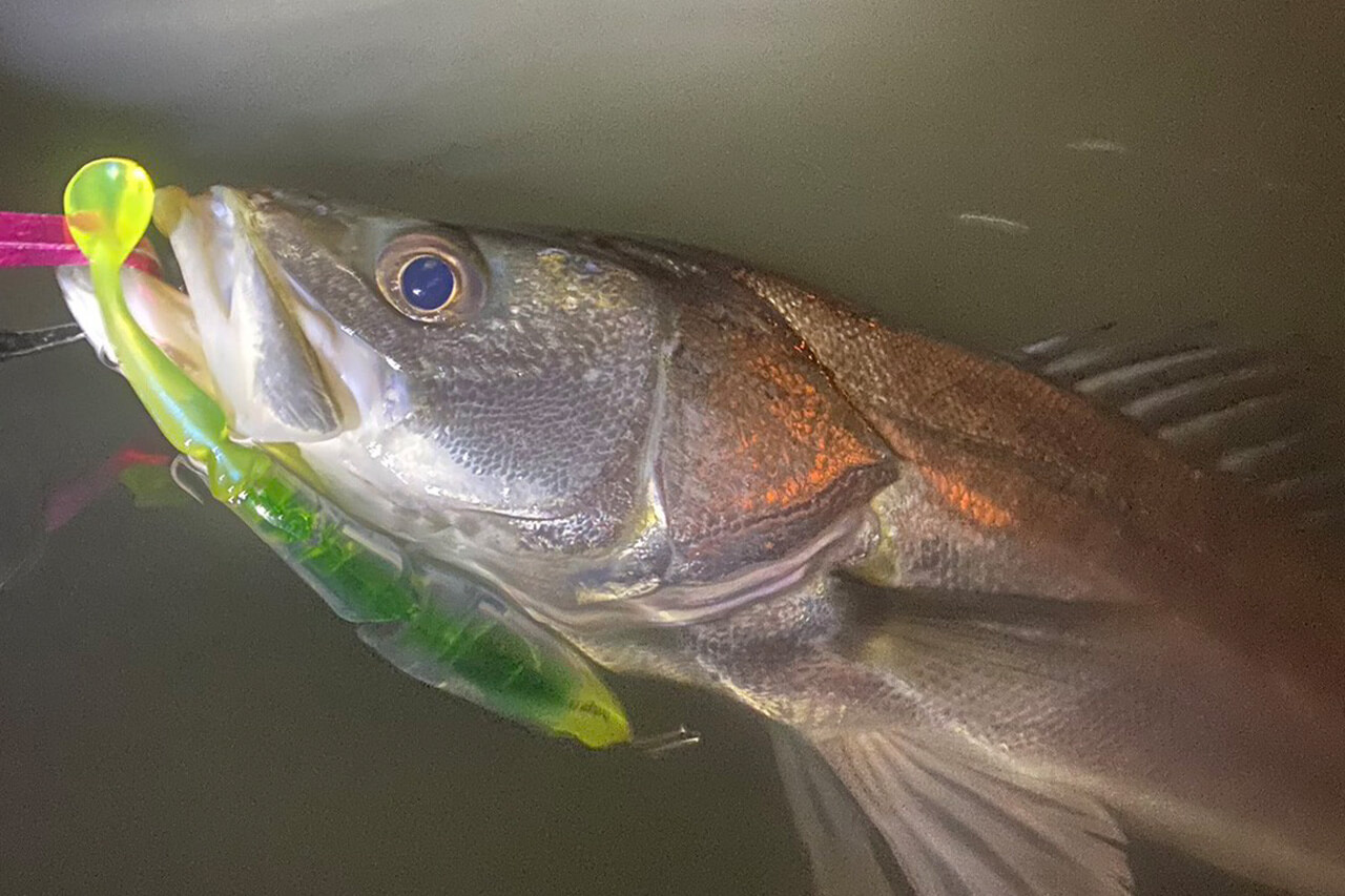 |激推しルアーで“5日連続”東京湾のランカーを捕獲。ほかのビッグベイトとは違うポテンシャルを解説。「使い方としては…。」