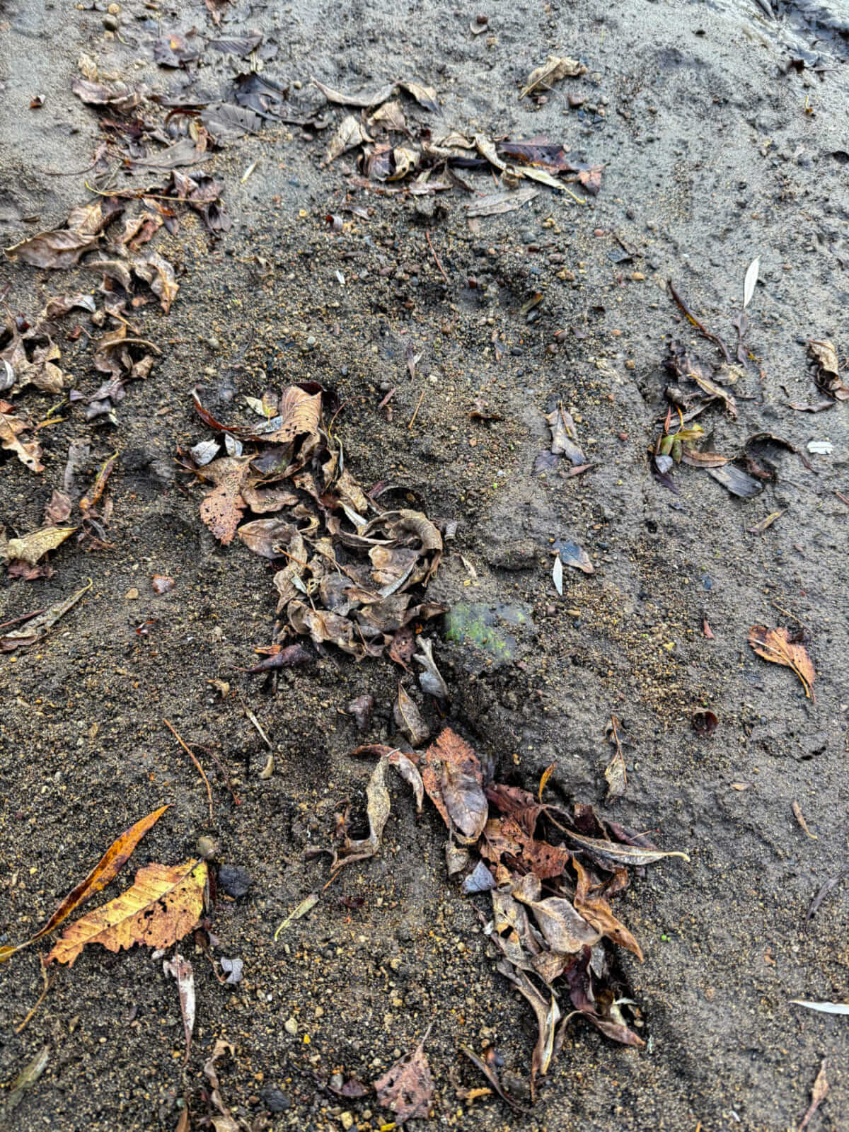 |「イメージ的には助からない…」『ヒグマ』と出会って感じた、命を少しでも守るための行動と対策とは? 防御態勢の有効性についても考察。