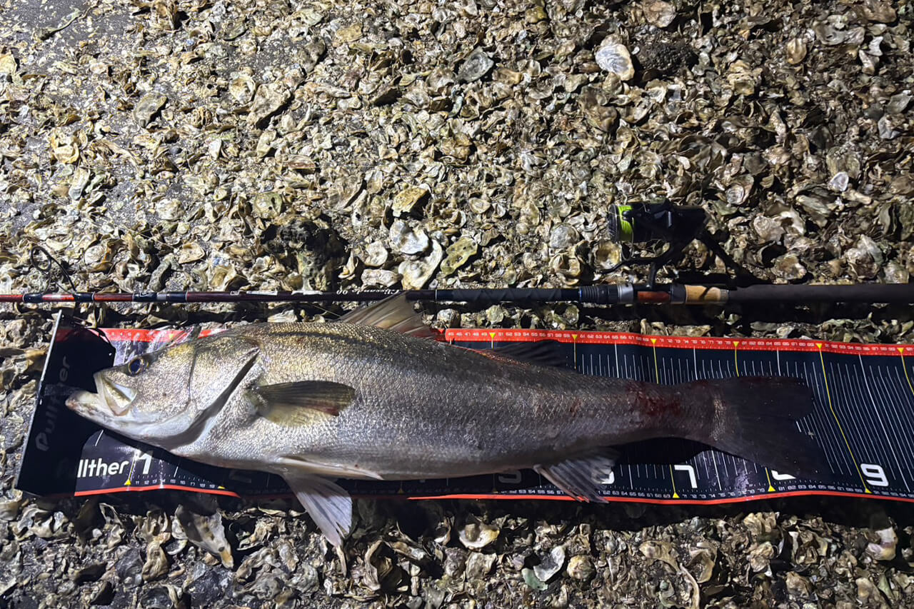 |「ヒットルアーはコレです」ランカー降臨!東京ベイエリアでコノシロ祭り開幕か!?【週刊・東京湾シーバス情報】