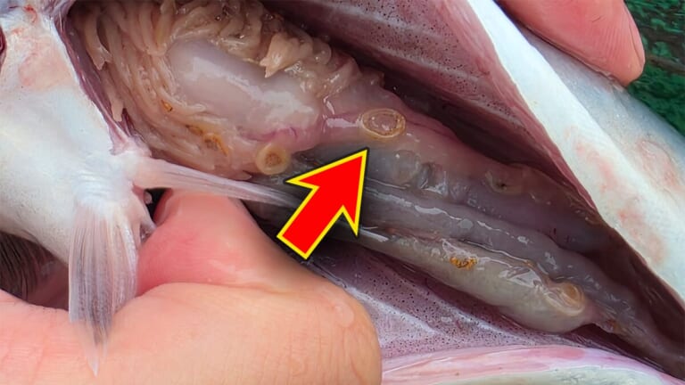 「ビッシリいるじゃん」「実はサンマにも」“アニサキス”は秋が危険。内蔵におびただしい数も…。対策には正しい知識を。