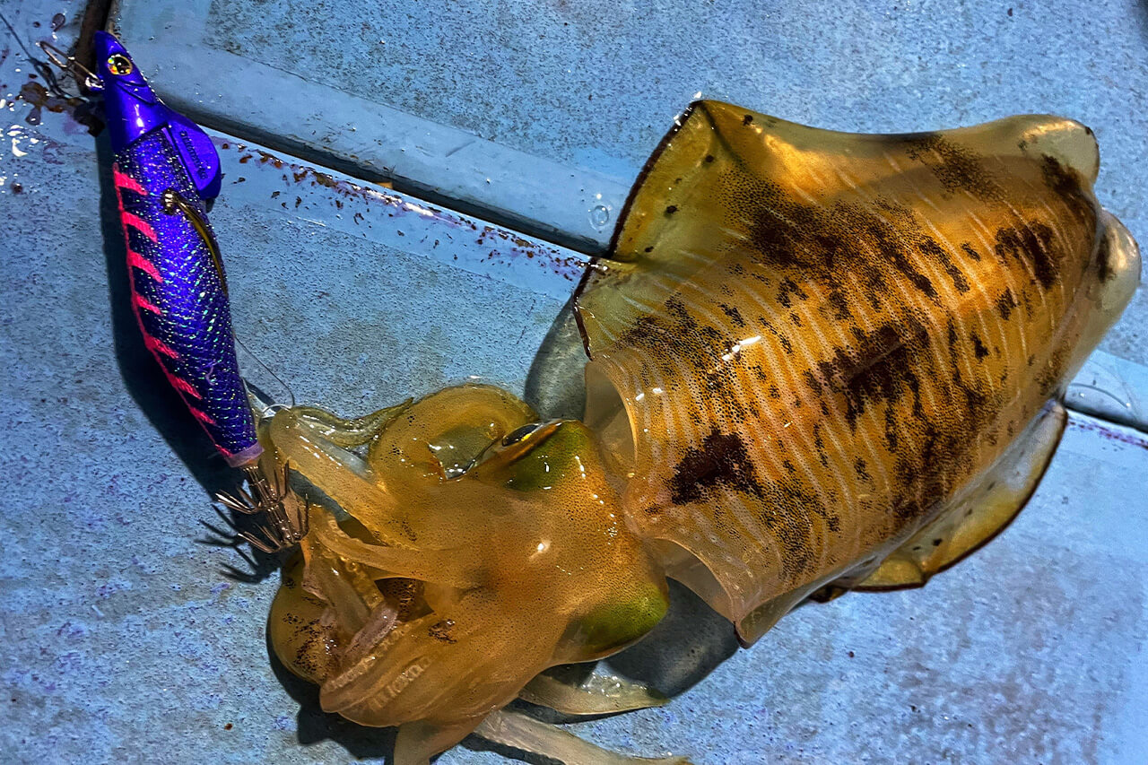 |【遊漁船のキャプテンが教える】潮を読んで釣果アップ! ティップエギングのすゝめ