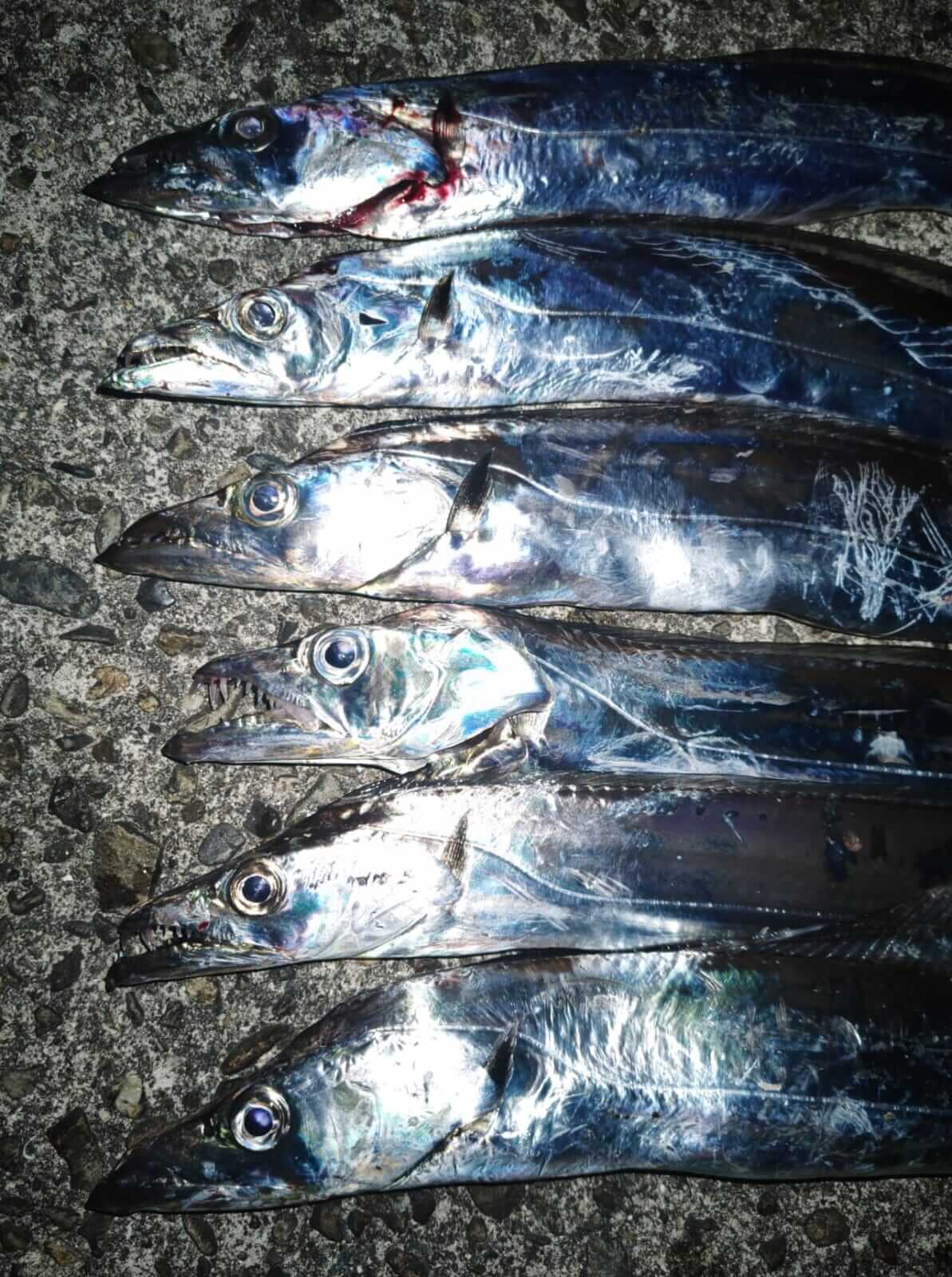｜【ジャンボフェリーで楽々！島釣行】秋の小豆島で釣りを楽しもう。癒しのターゲット達が沢山！