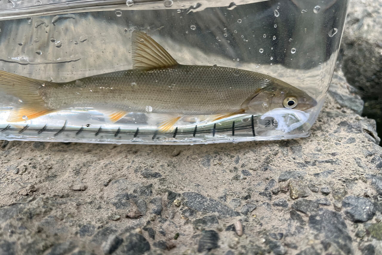 |近所の川で楽しめる『チャビング』って知ってる?手軽で奥深い、魅力あふれる釣りを解説。