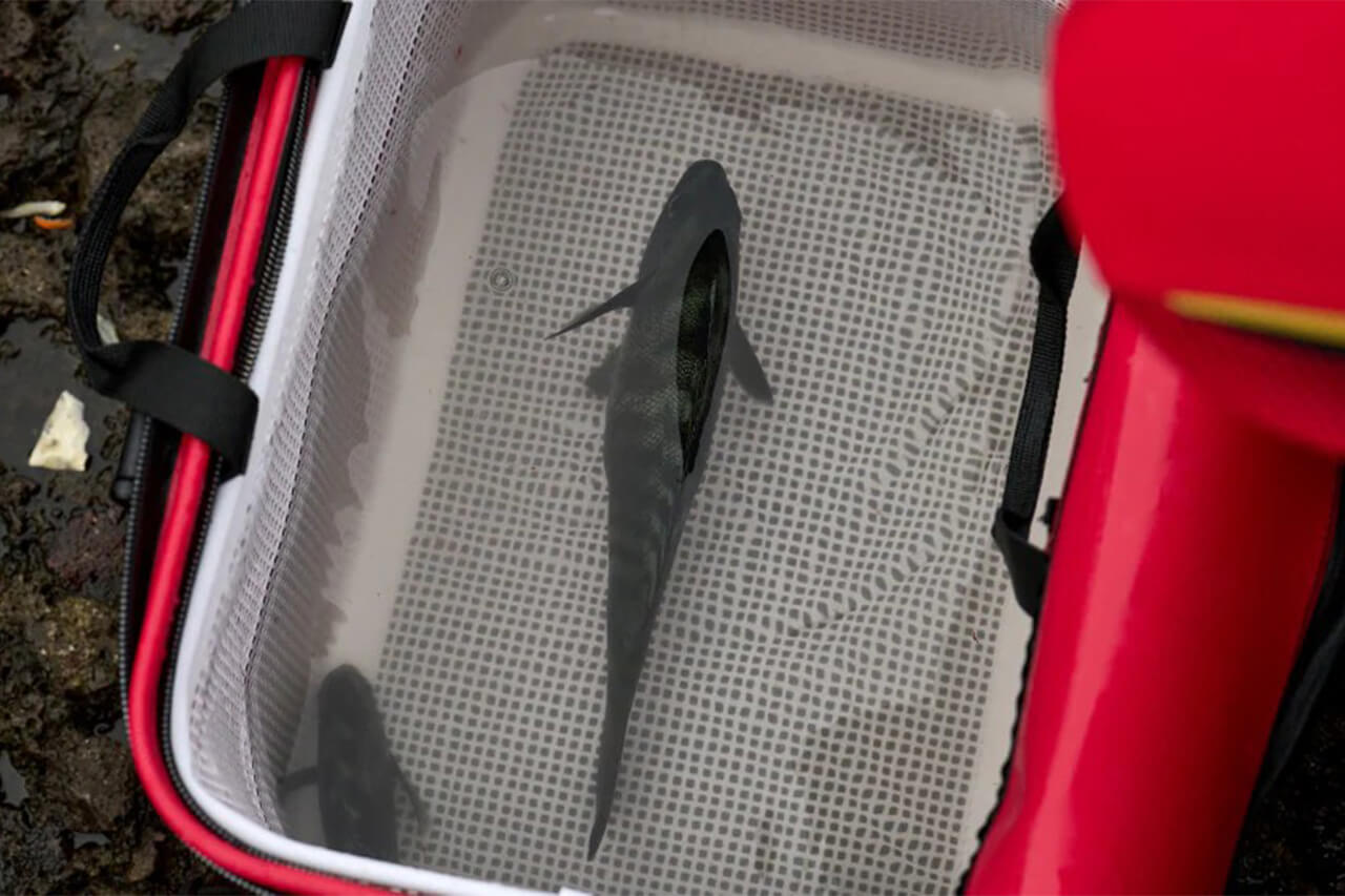 ｜シマノから『フィッシュバッカン用メッシュインナー』が登場。魚の選別がスムーズになる超実戦的アイテムに。