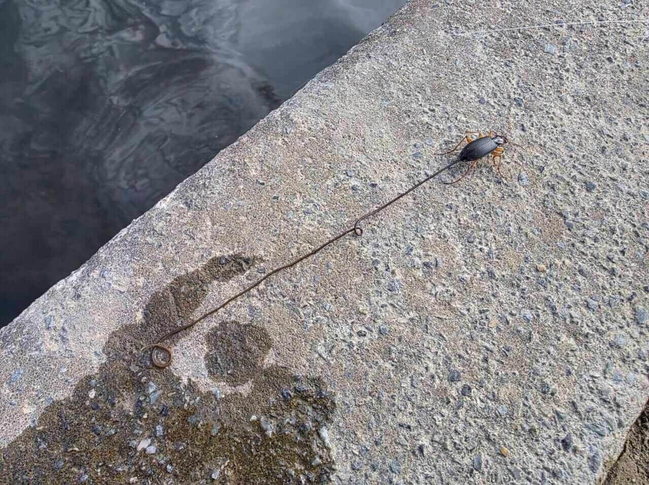 |【寄生されると操られて飛び込み…】【水辺では注意してみて!】釣りや水遊びで出会う「寄生虫」が持つ驚きの生態とは