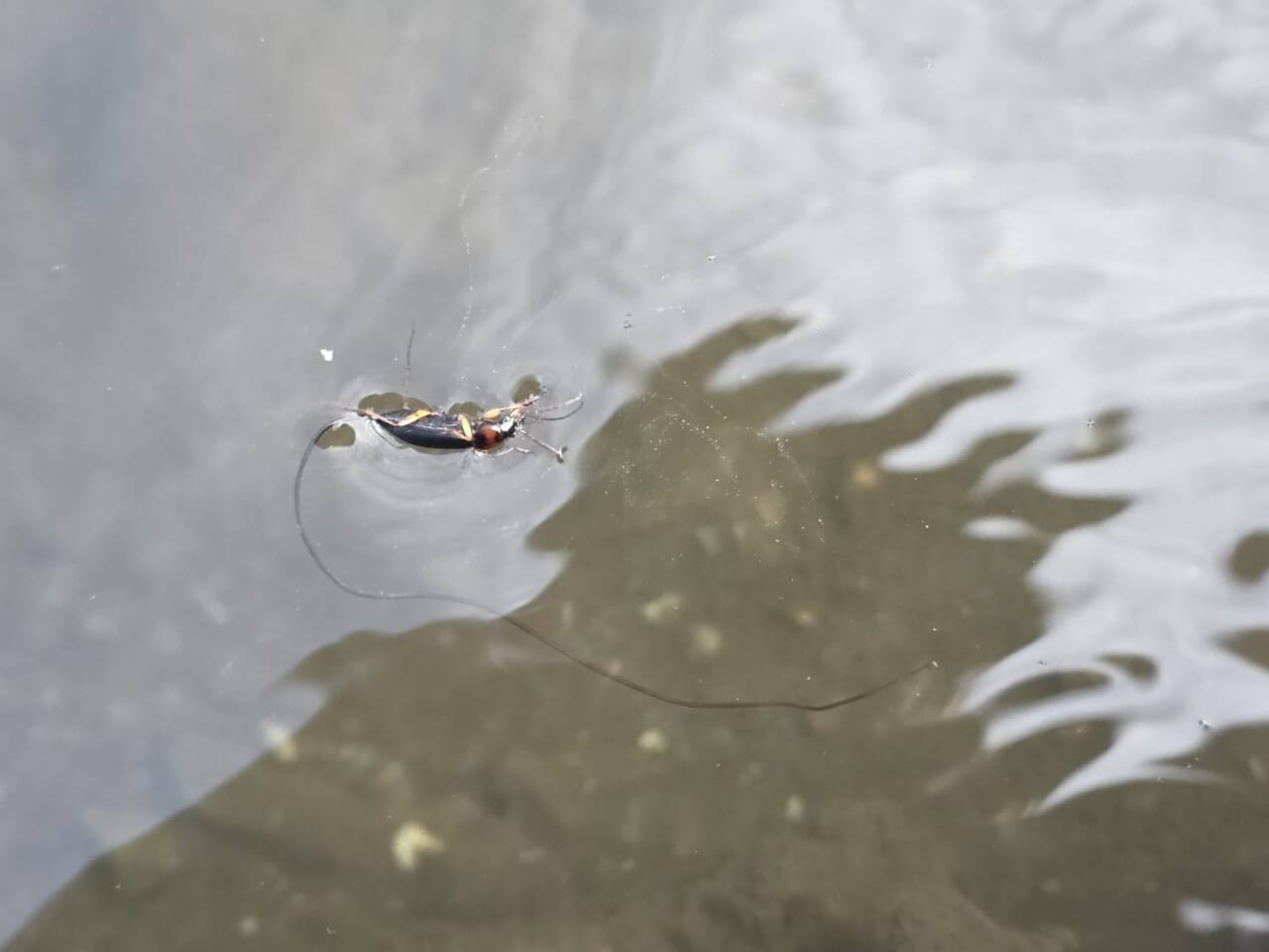 |【寄生されると操られて飛び込み…】【水辺では注意してみて!】釣りや水遊びで出会う「寄生虫」が持つ驚きの生態とは