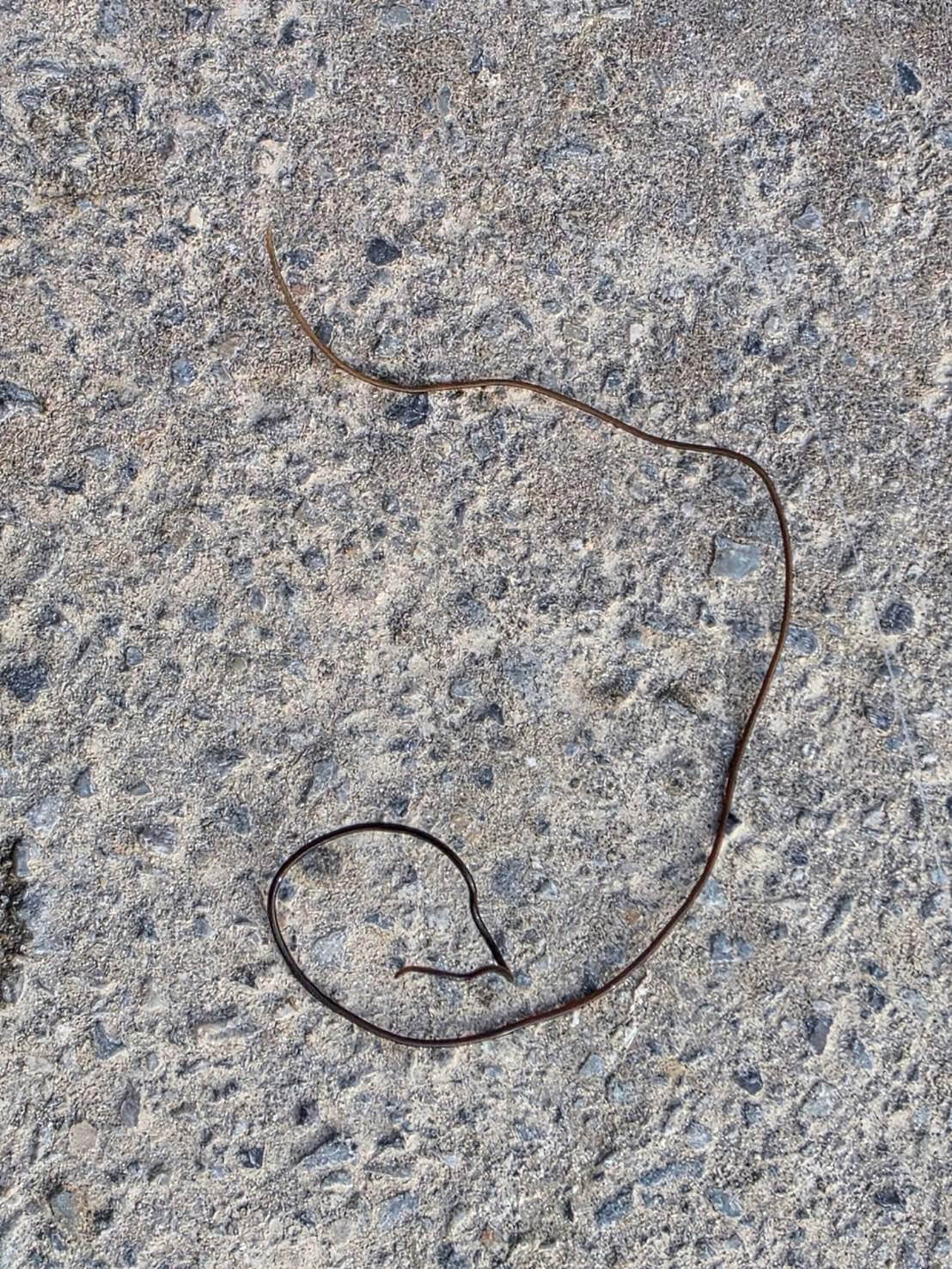 |【寄生されると操られて飛び込み…】【水辺では注意してみて!】釣りや水遊びで出会う「寄生虫」が持つ驚きの生態とは