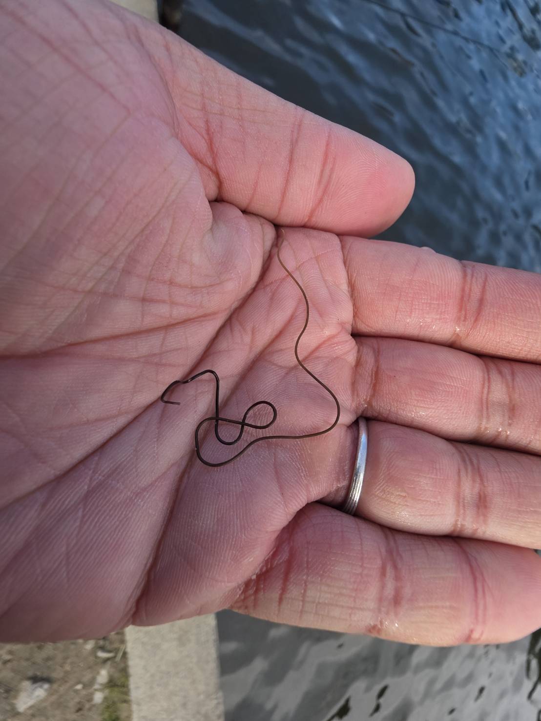 |【寄生されると操られて飛び込み…】【水辺では注意してみて!】釣りや水遊びで出会う「寄生虫」が持つ驚きの生態とは