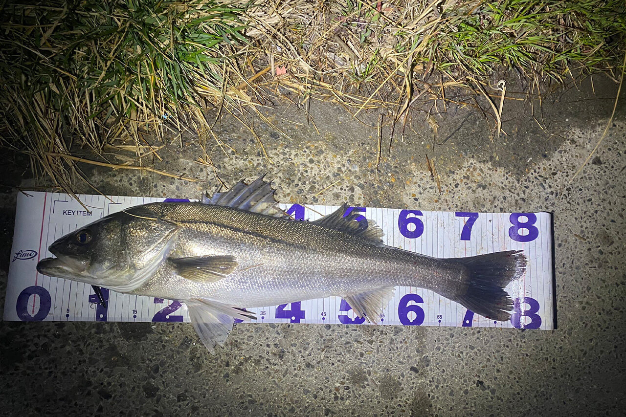 ｜ラインは“切れない”が正義。シーバス釣り『15年』で辿り着いた最強リーダーとは？