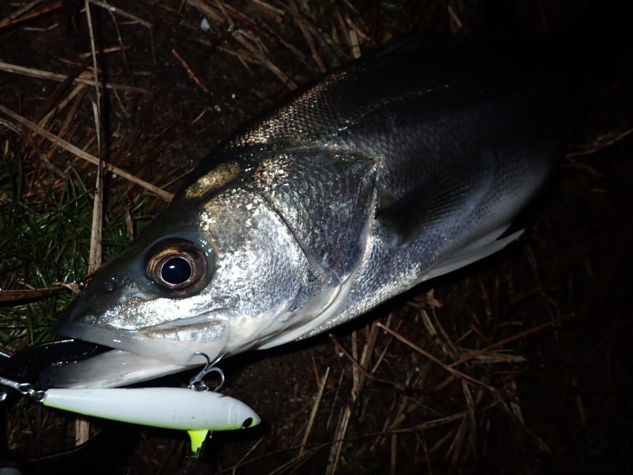 ｜【ブラックフライデーの今がチャンス！】釣りプロを一番近くで見てきたからこそわかる「高価格ライン」のおススメとその魅力
