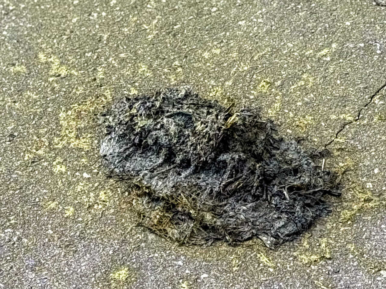 ｜「イメージ的には助からない…」『ヒグマ』と出会って感じた、命を少しでも守るための行動と対策とは？ 防御態勢の有効性についても考察。