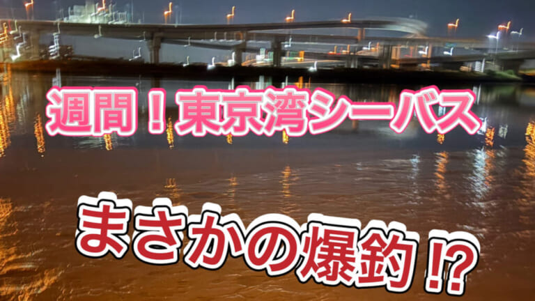 「爆釣やんけ」数釣りができる晩秋の東京湾奥河川！【週刊・東京湾シーバス情報】