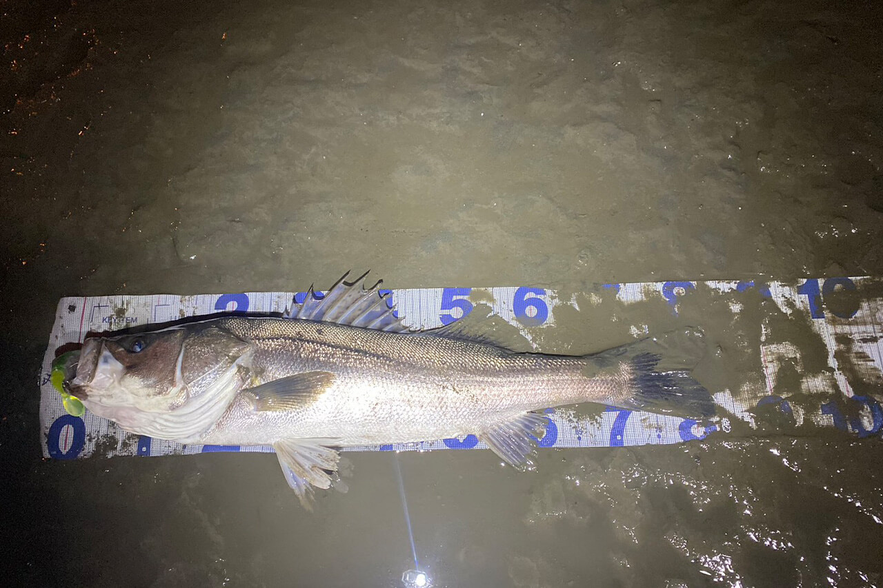 |激推しルアーで“5日連続”東京湾のランカーを捕獲。ほかのビッグベイトとは違うポテンシャルを解説。「使い方としては…。」