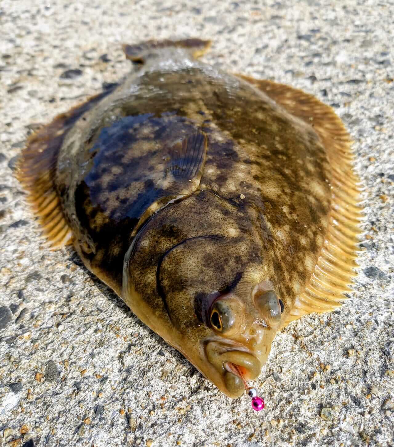 ｜【ジャンボフェリーで楽々！島釣行】秋の小豆島で釣りを楽しもう。癒しのターゲット達が沢山！