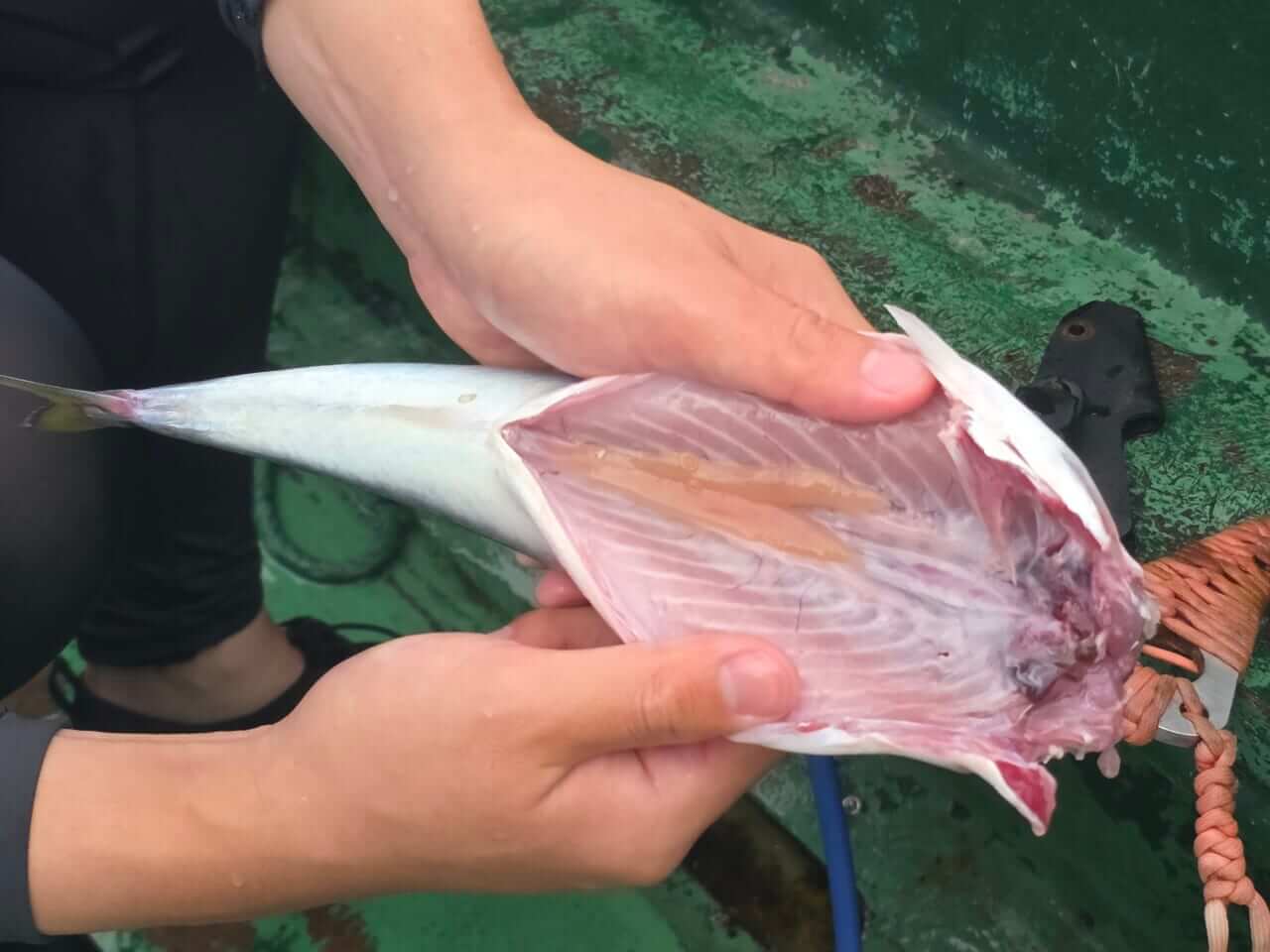 |「ビッシリいるじゃん」「実はサンマにも」“アニサキス”は秋が危険。内蔵におびただしい数も…。対策には正しい知識を。