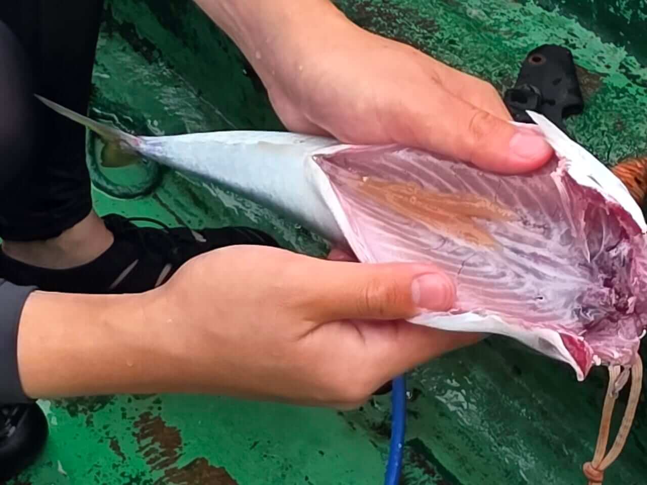 |「ビッシリいるじゃん」「実はサンマにも」“アニサキス”は秋が危険。内蔵におびただしい数も…。対策には正しい知識を。