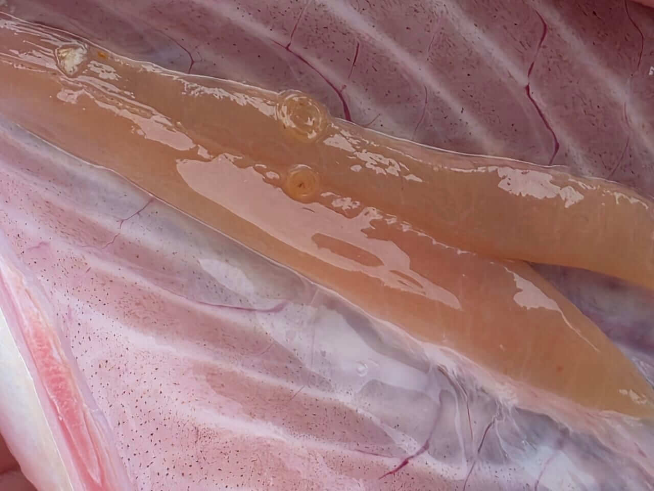 |「ビッシリいるじゃん」「実はサンマにも」“アニサキス”は秋が危険。内蔵におびただしい数も…。対策には正しい知識を。