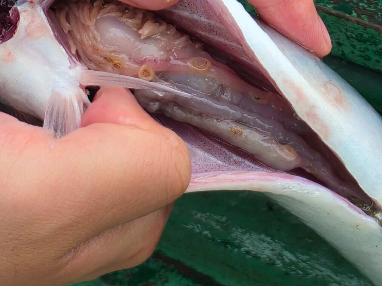 |「ビッシリいるじゃん」「実はサンマにも」“アニサキス”は秋が危険。内蔵におびただしい数も…。対策には正しい知識を。