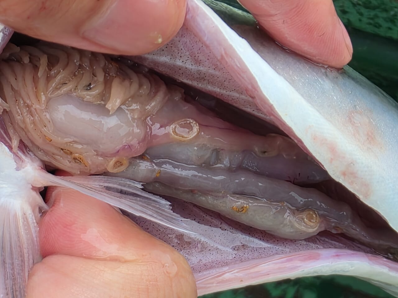 |「ビッシリいるじゃん」「実はサンマにも」“アニサキス”は秋が危険。内蔵におびただしい数も…。対策には正しい知識を。