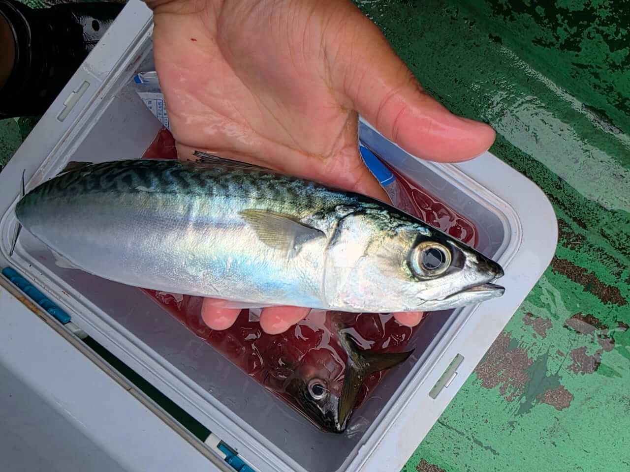 ｜【衝撃】「こんなにいたのか…」恐怖の『アニサキス症』でのたうち回る前に…。釣具メーカーが開発したアイテムがまさに“発見器レベル”。Amazon評価4.3の名品。