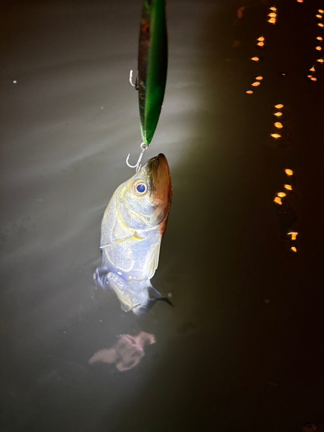 |「爆釣やんけ」数釣りができる晩秋の東京湾奥河川!【週刊・東京湾シーバス情報】