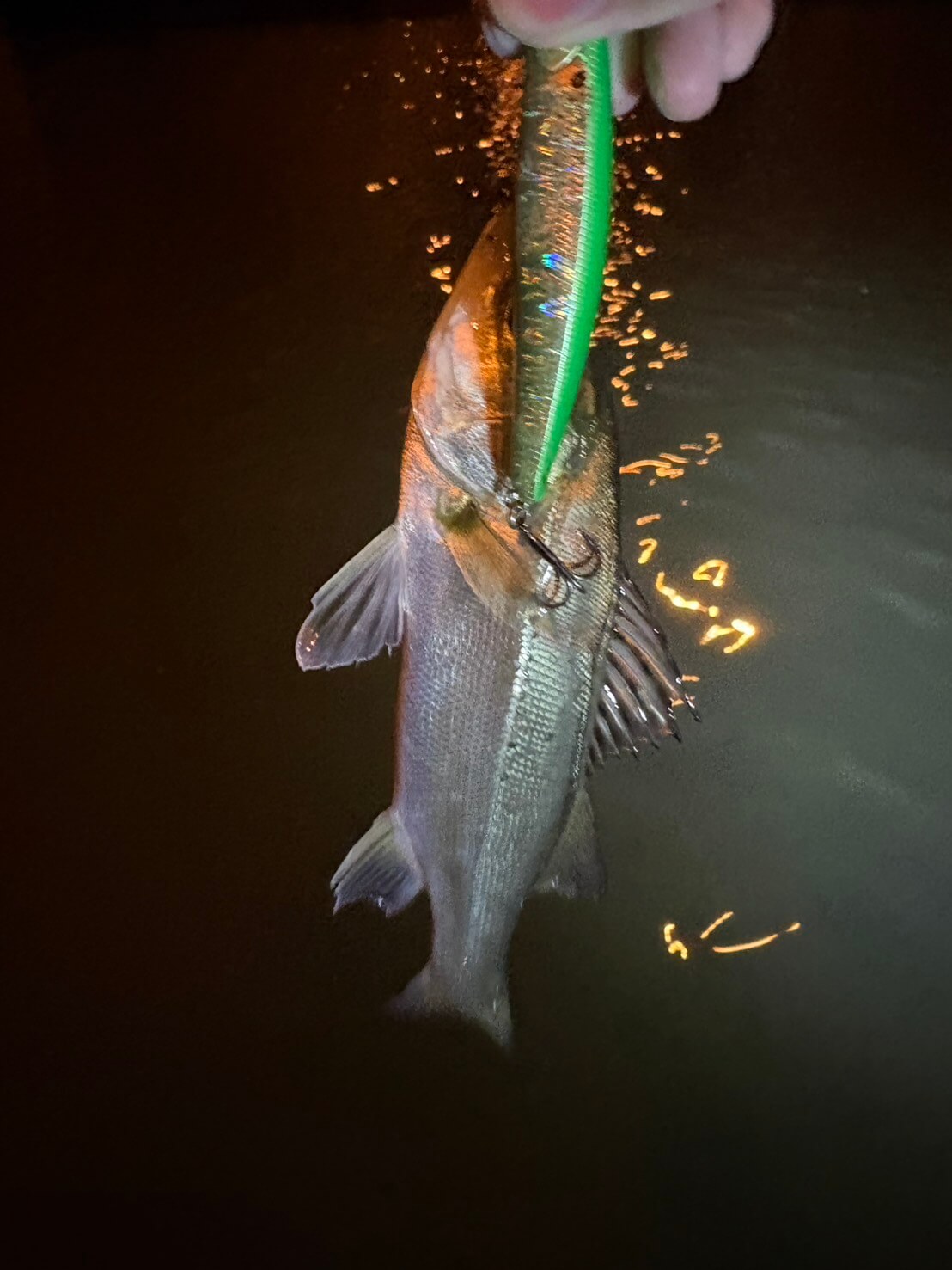 |「爆釣やんけ」数釣りができる晩秋の東京湾奥河川!【週刊・東京湾シーバス情報】
