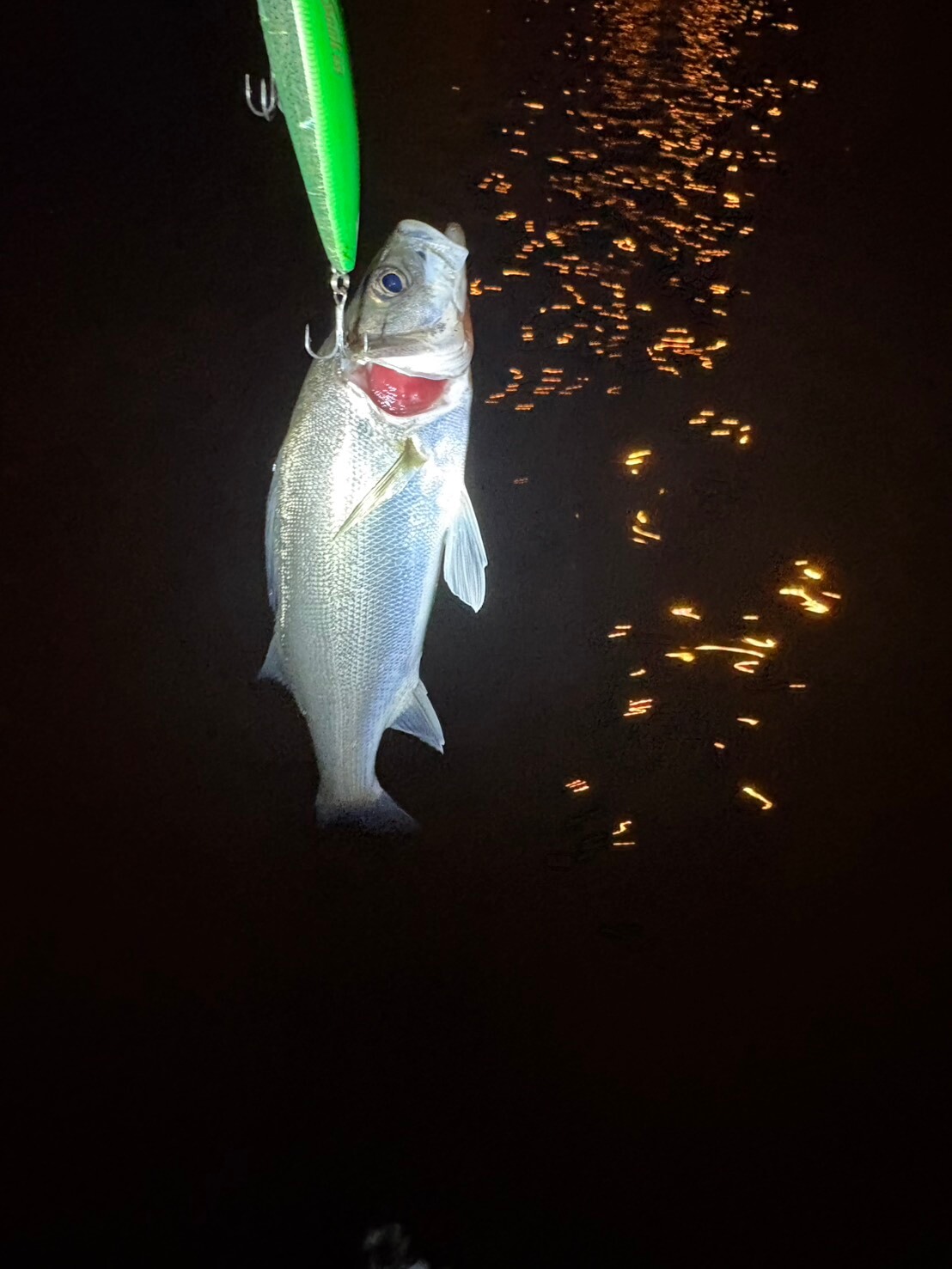 |「爆釣やんけ」数釣りができる晩秋の東京湾奥河川!【週刊・東京湾シーバス情報】