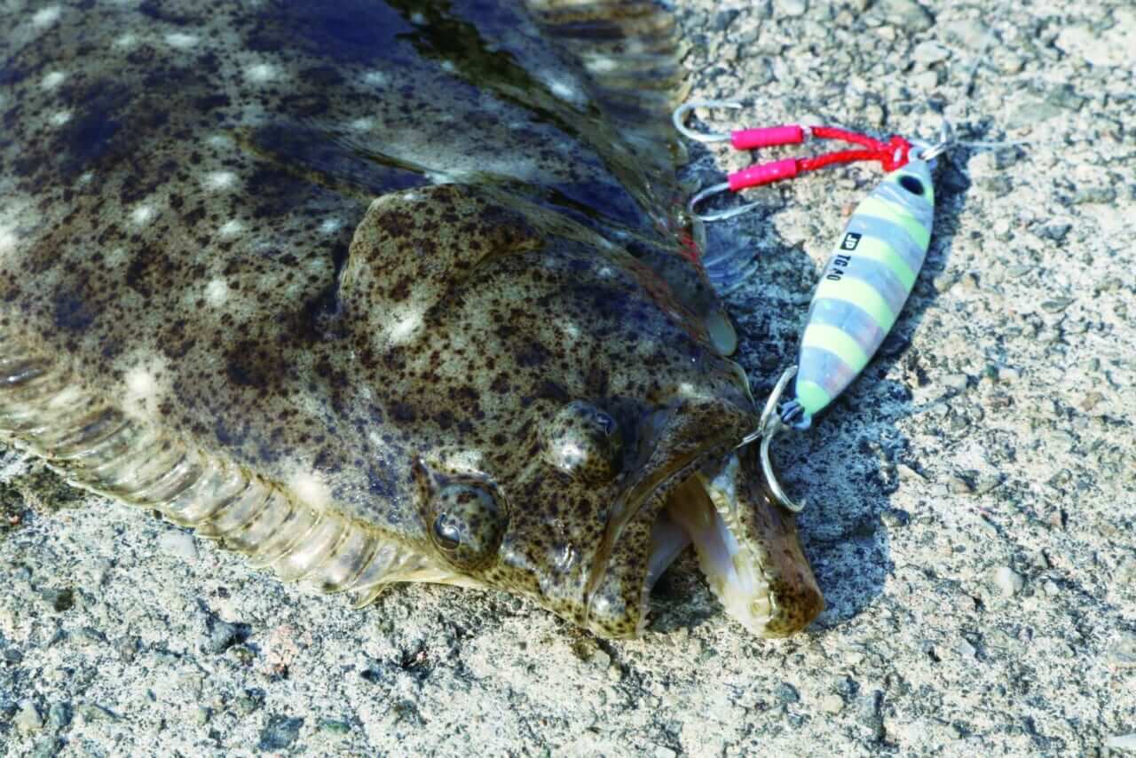 |【ジャンボフェリーで楽々!島釣行】秋の小豆島で釣りを楽しもう。癒しのターゲット達が沢山!