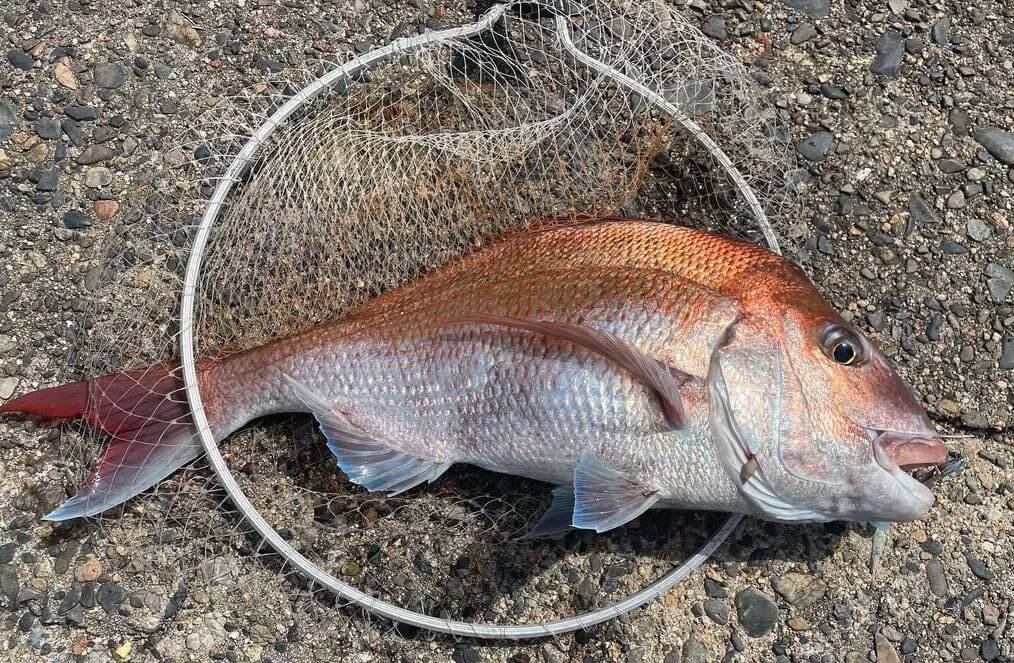 ｜【ジャンボフェリーで楽々！島釣行】秋の小豆島で釣りを楽しもう。癒しのターゲット達が沢山！