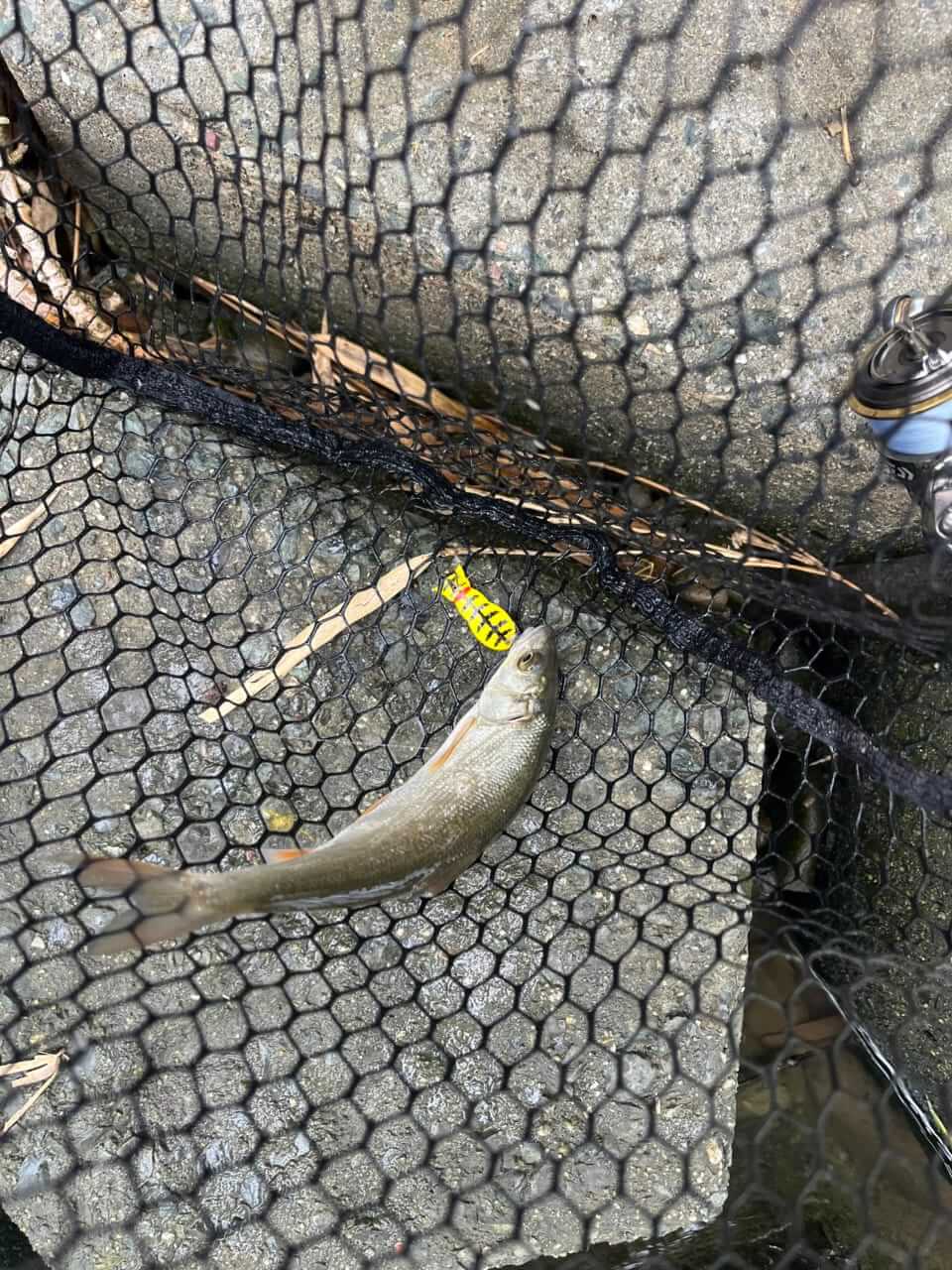 |近所の川で楽しめる『チャビング』って知ってる?手軽で奥深い、魅力あふれる釣りを解説。