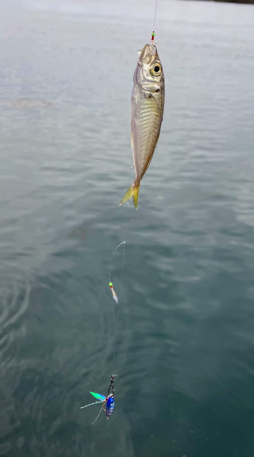 ｜【ジャンボフェリーで楽々！島釣行】秋の小豆島で釣りを楽しもう。癒しのターゲット達が沢山！