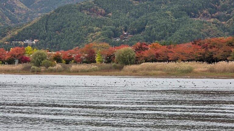 渡り鳥が大量に飛来！「水草が食べられて減っちゃうんですよ」そんななか猛威を振るうルアーがコチラ！プロガイドが教える激押しカラーも。