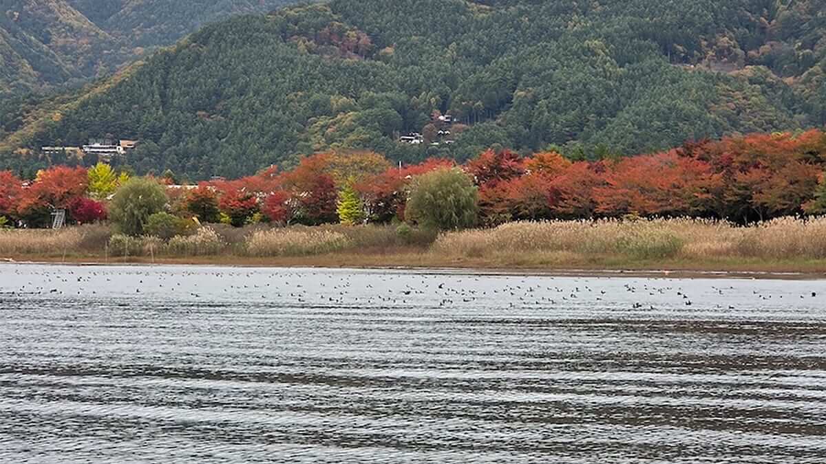 |渡り鳥が大量に飛来!「水草が食べられて減っちゃうんですよ」そんななか猛威を振るうルアーがコチラ!プロガイドが教える激押しカラーも。