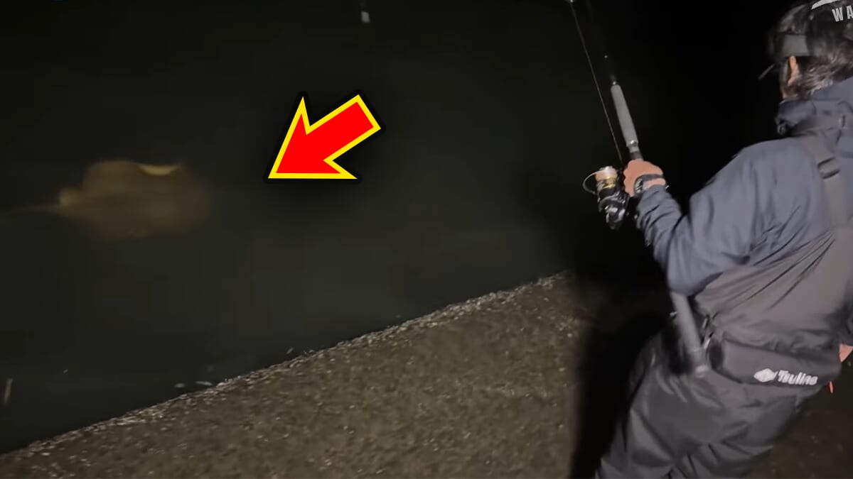｜「怖い！怖い！」「うわ、強すぎ」刺されたら命の危険も。毒針をもつ“身近な毒魚”を釣って食べてみたら…。気になる味はまさかの？ 「不思議な甘みが…」