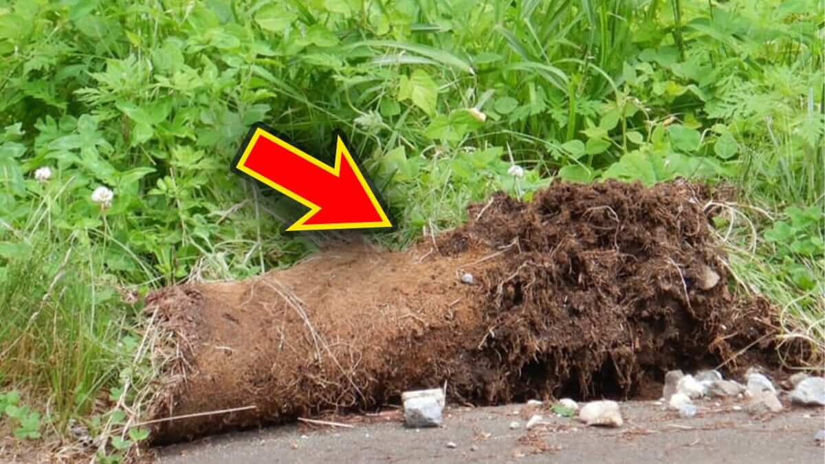 |「マジかよ…」ただの土の塊?実はこれ、マジで“危険なサイン”。近くに『熊』がいる可能性が。「速やかにそこから離れてください」