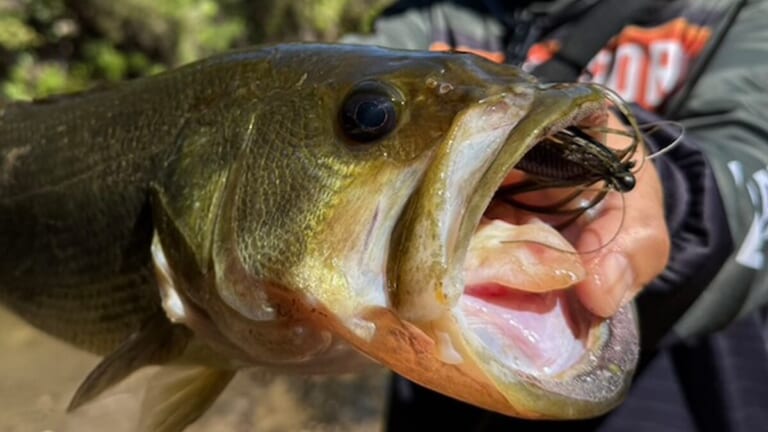 「アベレージサイズ乱獲、サイズも混ざります」この秋に釣果を約束してくれる超盤石なルアーとは？レベルバイブとのローテでより強力パターンに