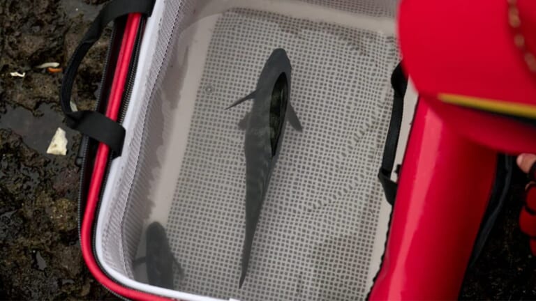 シマノから『フィッシュバッカン用メッシュインナー』が登場。魚の選別がスムーズになる超実戦的アイテムに。