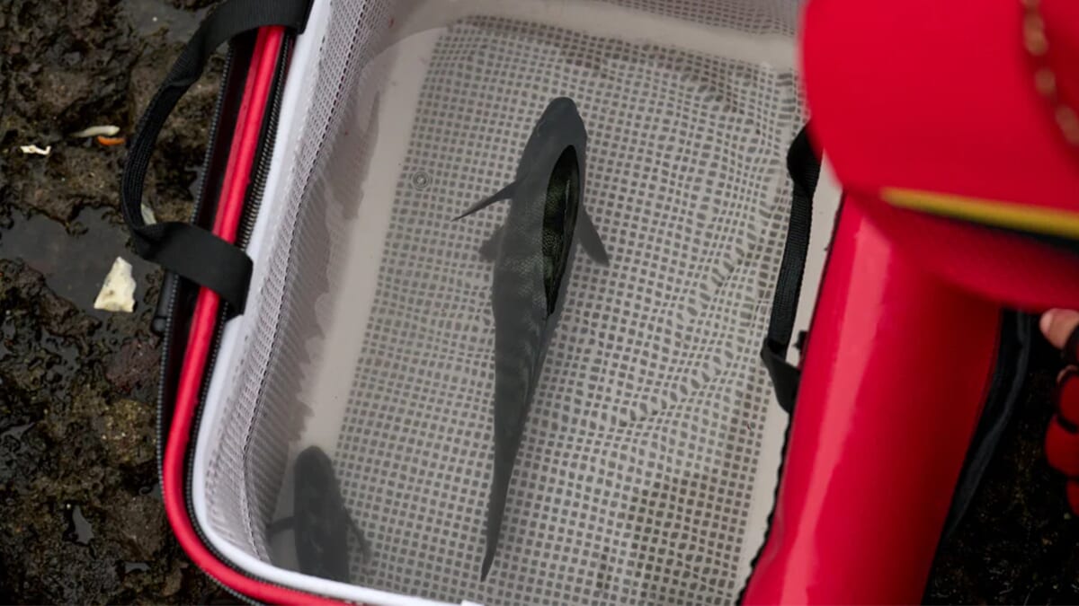 ｜シマノから『フィッシュバッカン用メッシュインナー』が登場。魚の選別がスムーズになる超実戦的アイテムに。