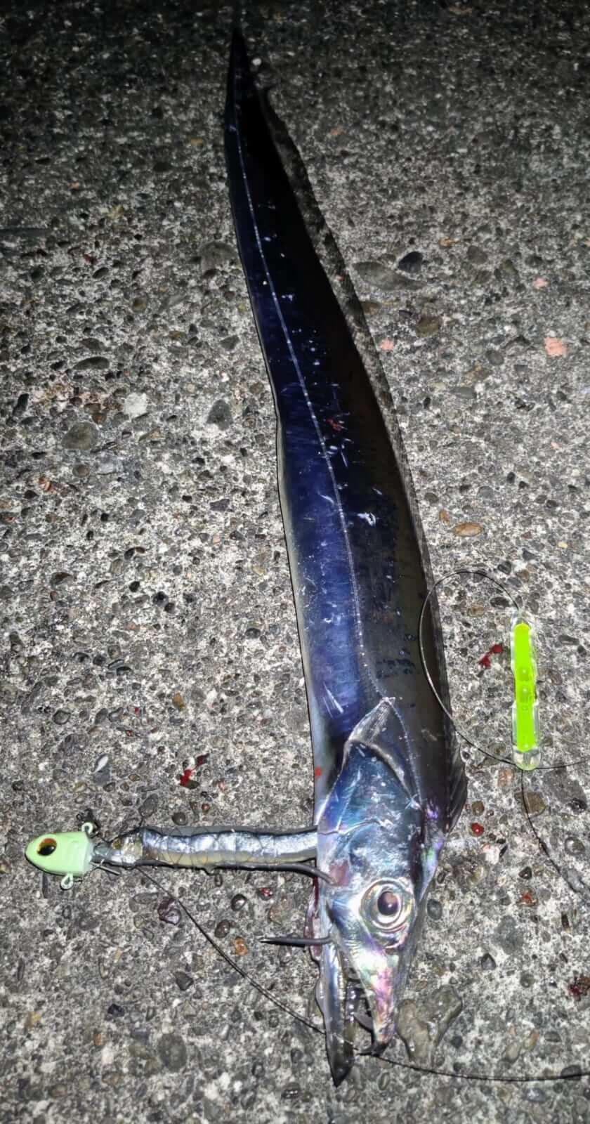 ｜【ジャンボフェリーで楽々！島釣行】秋の小豆島で釣りを楽しもう。癒しのターゲット達が沢山！