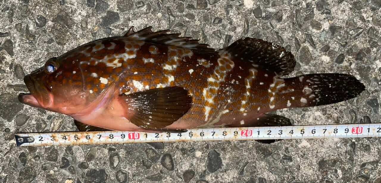 ｜【ジャンボフェリーで楽々！島釣行】秋の小豆島で釣りを楽しもう。癒しのターゲット達が沢山！