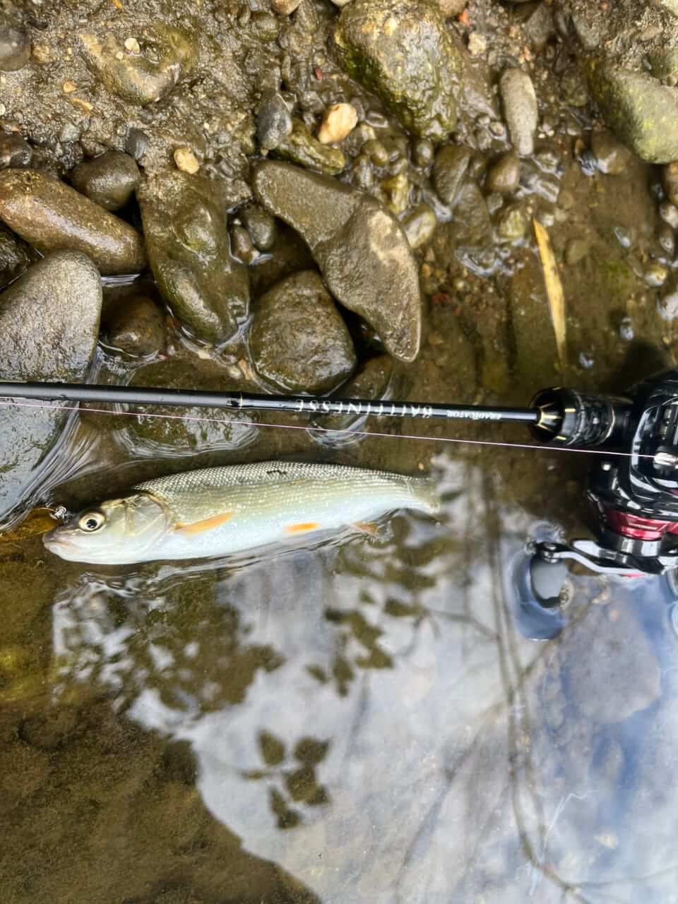 |近所の川で楽しめる『チャビング』って知ってる?手軽で奥深い、魅力あふれる釣りを解説。