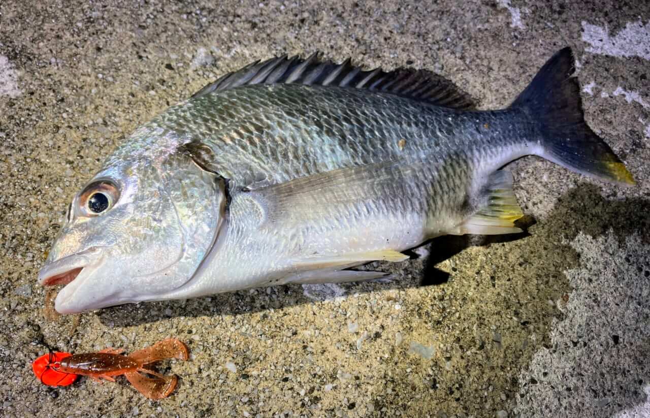 |【ジャンボフェリーで楽々!島釣行】秋の小豆島で釣りを楽しもう。癒しのターゲット達が沢山!