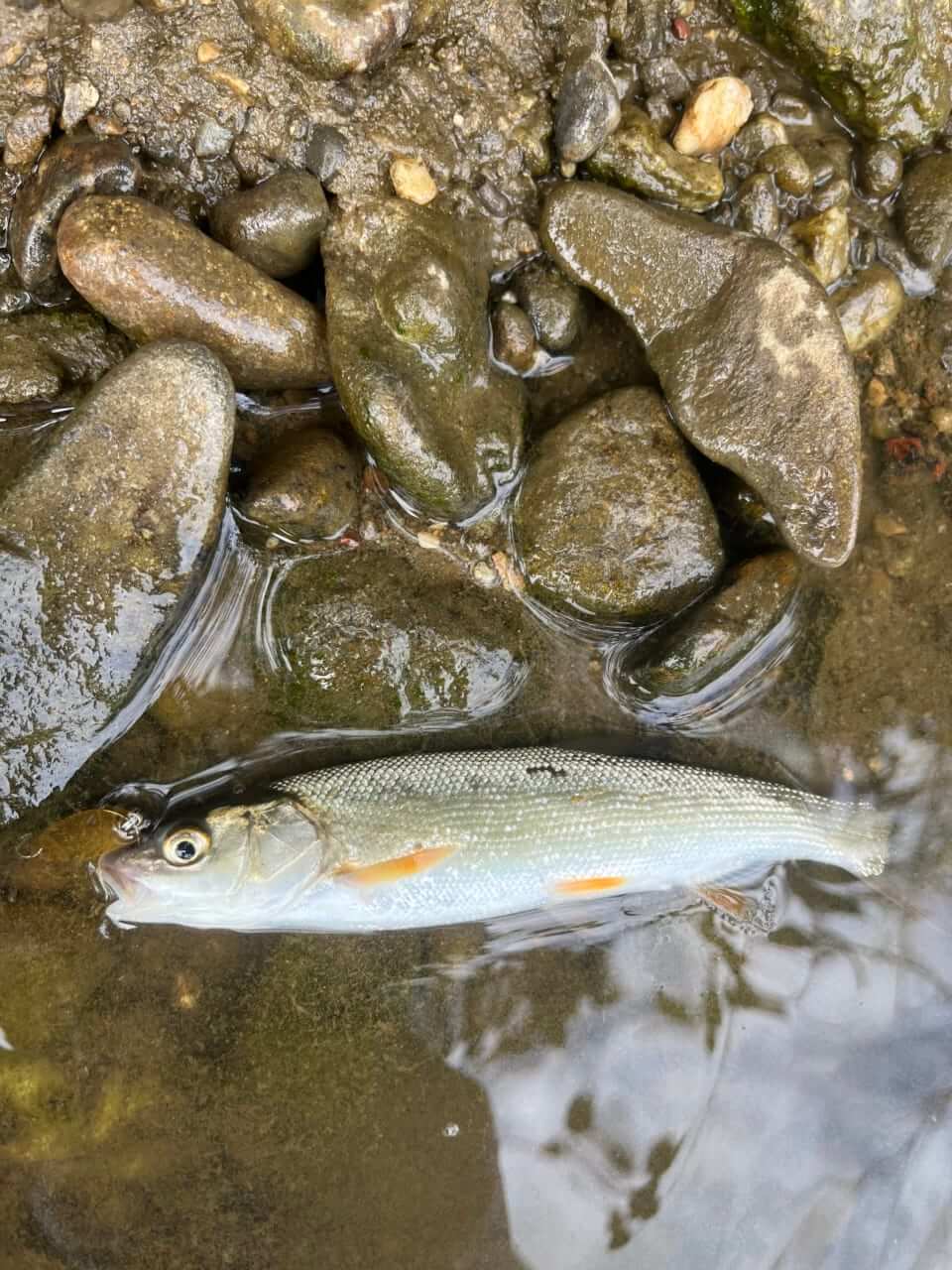 |近所の川で楽しめる『チャビング』って知ってる?手軽で奥深い、魅力あふれる釣りを解説。